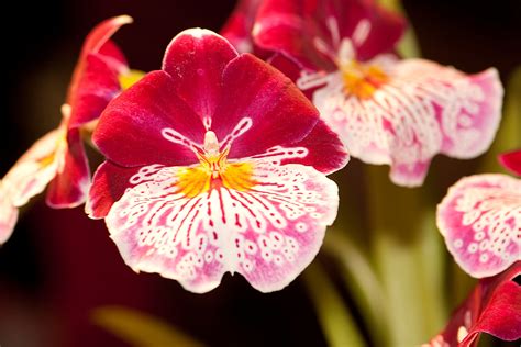 Miltonia Orchids 3 Tricks To Make Your Miltonias Smell Amazing