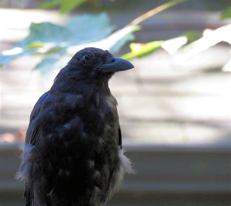 Crow 11 Free Stock Photo Public Domain Pictures