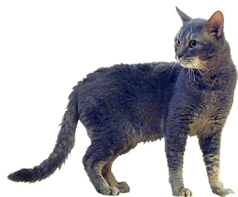 Top Cat Breeds German Rex Cat Breed With Pictures