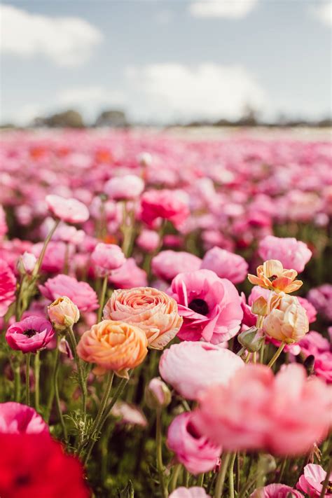 15 Best Flower Fields In California Best Seasons To View Them
