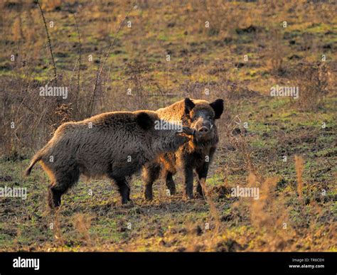 Wild Boar Pig Wild Boar Sus Scrofa Two Quarrelling Tuskers
