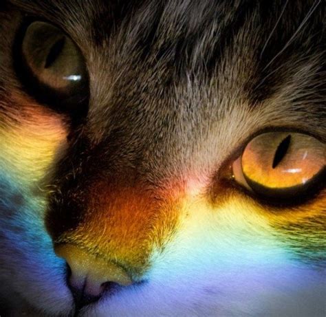 Ten Beautiful Photos Of Rainbow Cats That Are Full Of Colour Rainbow
