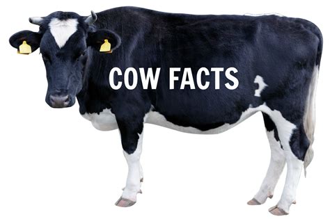 Cow Amazing Facts All About Cow Photos