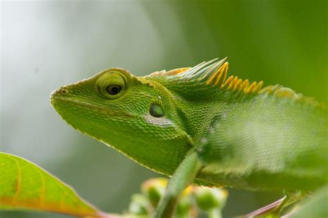 picture    chameleon chamaeleonidae pictures images animals   animals