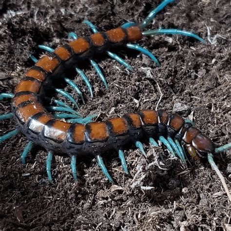 Scolopendra Subspinipes ‘mint Legs Centipede Happyforeststore