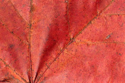 Detail Of A Red Autumn Leaf Clippix Etc Educational Photos For