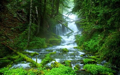Stream Beautiful Forest Nature Waterfall Wide