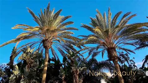 Palm Tree Video Youtube