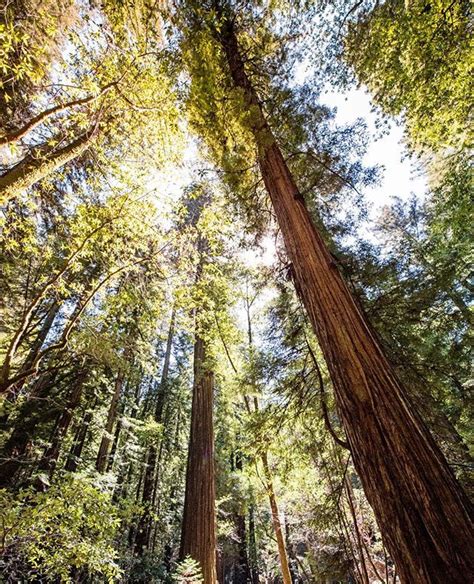 The Oldest Coastal Redwood Tree A Natural Wonder
