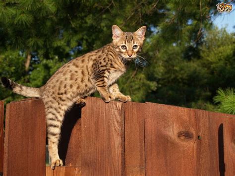 Everybody knows what a cat is. The top 8 largest domestic cat breeds | Pets4Homes