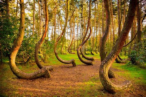 Stunning Photos Of The Worlds Most Beautiful Trees