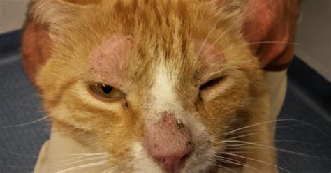 This type causes blisters on the chest, back and shoulders. Pyoderma Cat Bacterial Infection Skin