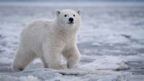 Polar Bear Cub Wallpaper Backiee