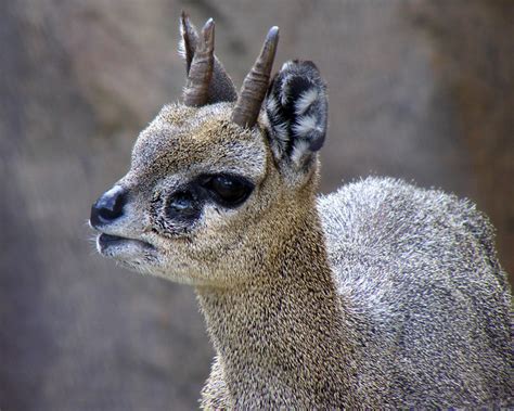 Klipspringer A Small African Antelope Flickr Photo Sharing