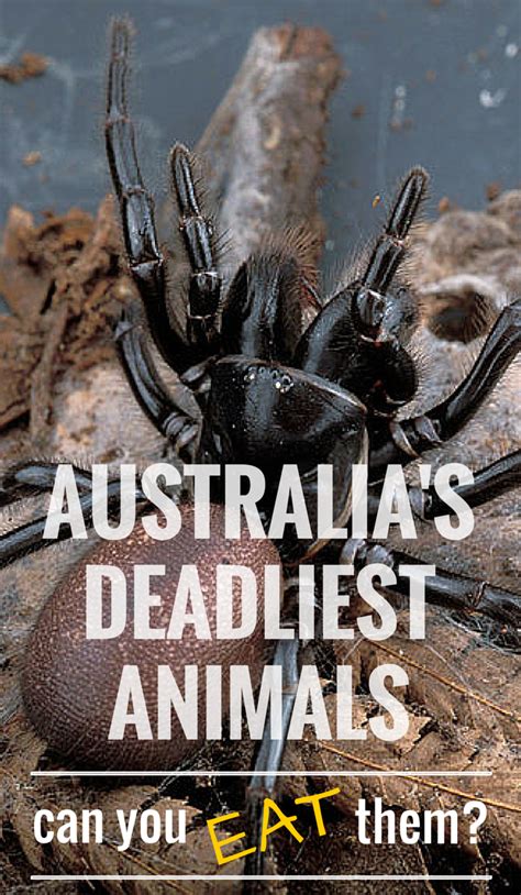 Australia Deadly Animals Spiders Knowhowaprendizagem