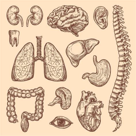 Human Organs Vector Sketch Body Anatomy Icons 13212846 Vector Art At