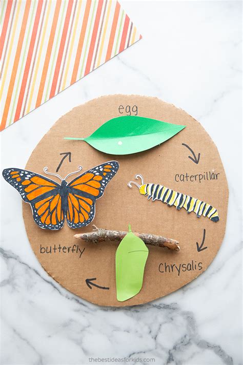 Butterfly Life Cycle Craft With Free Template The Best Ideas For Kids