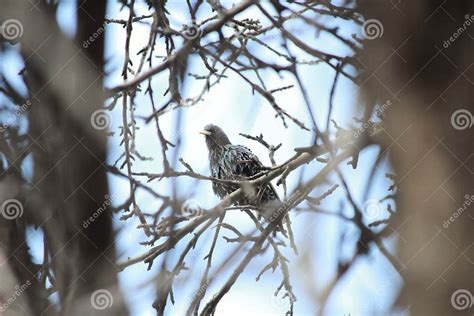 Starling Among Tree Branches Stock Photo Image Of Beautiful