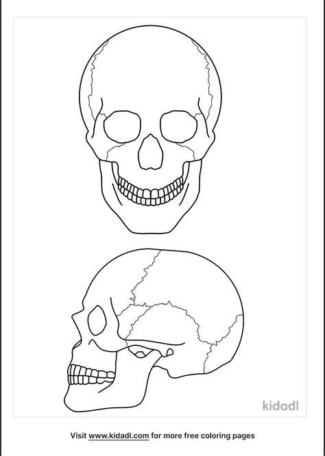 Free Skull Anatomy Coloring Page Coloring Page Printables Kidadl