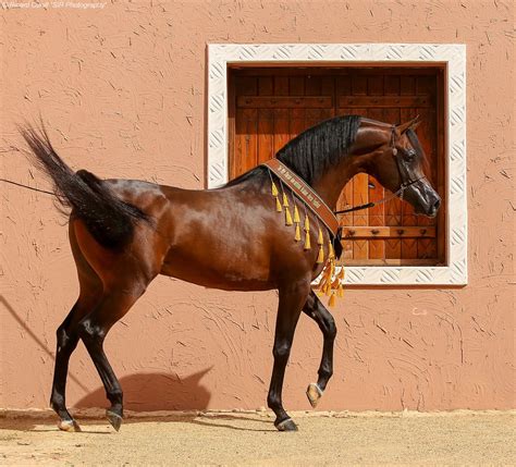 Caballos Árabes Sir Photography Horse Ears Horse Breeds Arabians