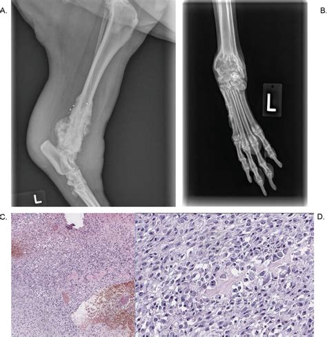 A Dog In The Cancer Fight Comparative Oncology In Osteosarcoma