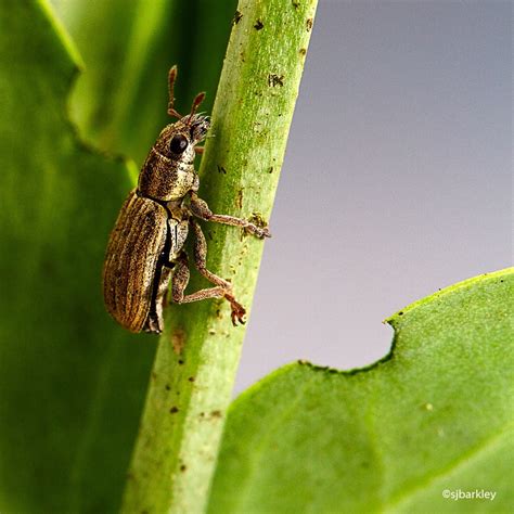 Pea Leaf Weevils Are On The Move Heres What You Can Do About Them
