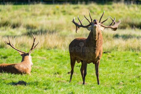 a red stag shouting during rutting season stock image image of outdoors wild 101958197