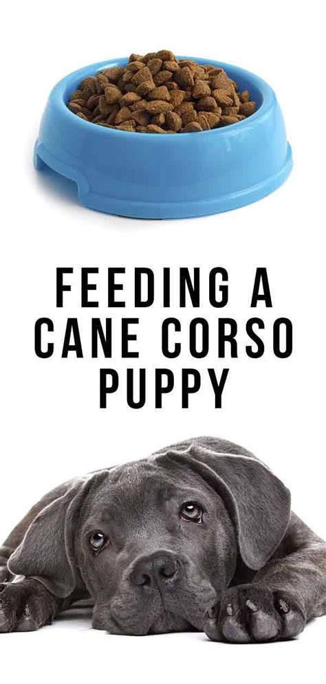 Four feedings a day are usually adequate to meet nutritional demands. Feeding A Cane Corso Puppy - How to look after your new ...
