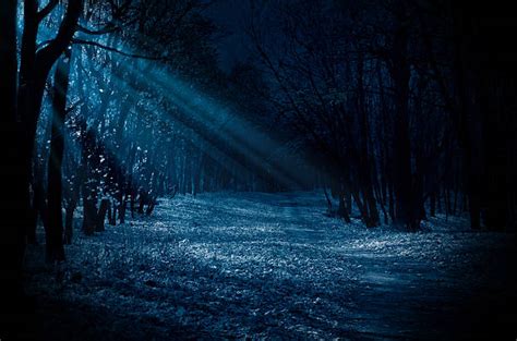 Moonlight Forest Stock Photos Pictures And Royalty Free Images Istock