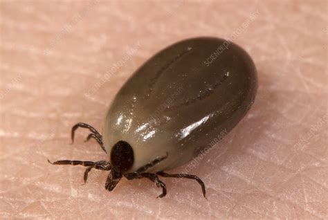 Engorged Ixodes Tick Stock Image C0117802 Science Photo Library