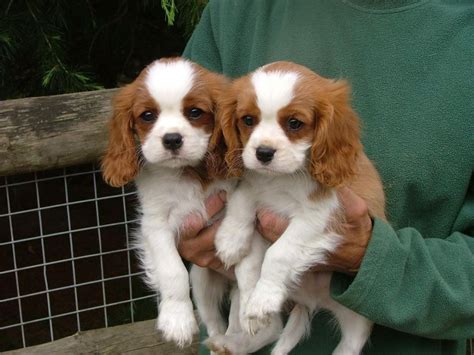 Cavalier King Charles Spaniel Puppies For Sale Columbia Sc 150708