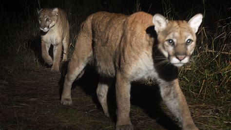 A Pair Of Florida Panthers Were Photographed By Remote Camera