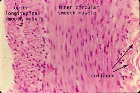 smooth muscle histology - intestine section | Anatomy and physiology