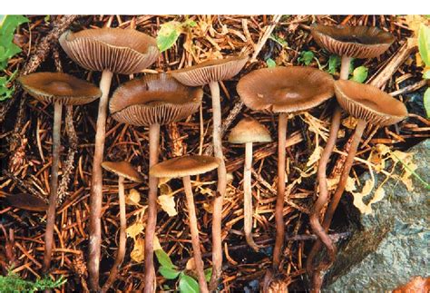 Figure 12 From The Wood Rotting Bluing Psilocybe Species In Central