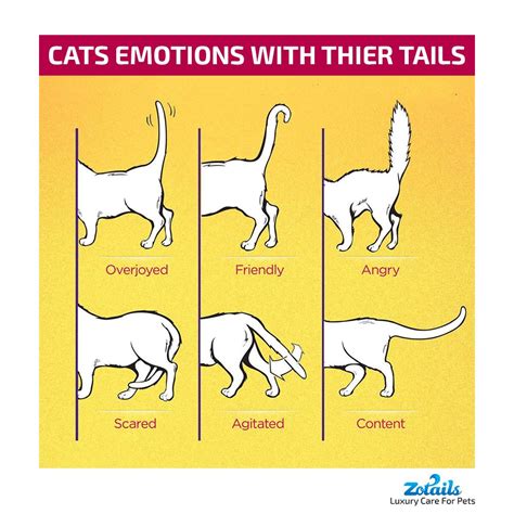 Cat Owners Are Keenly Tuned In To Their Pets Body Language But Once