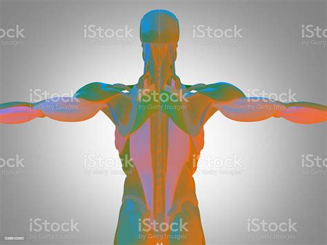 Human Anatomy Torso Back Muscles 3d Illustration Stock Photo Download