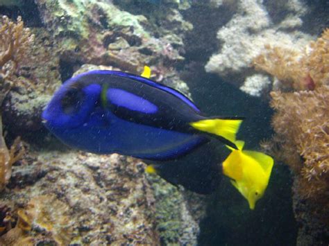 Dori Aka Regal Blue Tang Fish As Seen In Finding Nemo Flickr