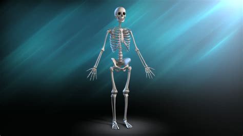 Human Skeleton Rotation Full Rotations Stock Footage Video