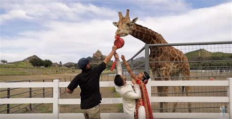 Watch This Highly Adorable Giraffe Photobombing An Indian American Couple During Wedding Shoot