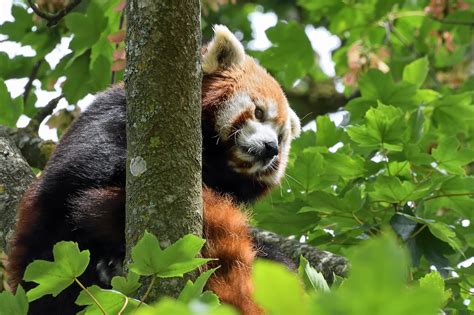 Two Red Pandas Will Join Pyrénées Animal Park Red Pandazine