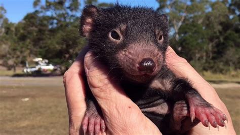 The tasmanian devil was believed to be a threat to livestock of europeans. Cutest Tasmanian devil video EVER! - YouTube