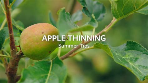 How To Thin Apples Grow At Home Rhs Youtube