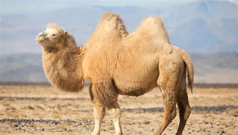 As the environment changes, animals that cannot adapt die out, and only the adapted ones survive to describe the unique characteristics of a camel's body temperature (no other mammal can do what a how is the fur of giant pandas adapted for where they live? How Do Plants & Animals Adapt to the Desert? | Sciencing