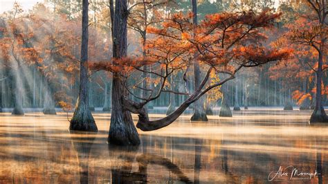 Cypress Swamp Morning Landscape Photography Cypress Swamp National