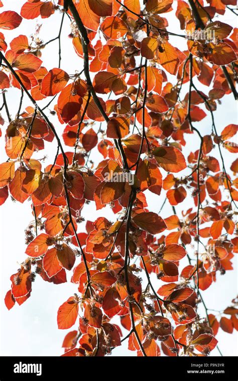 Copper Beech Leaves And Flowers Stock Photo Alamy