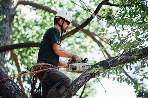 Top Reasons Why You May Need the Help of Emergency Tree Removal Services