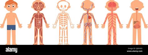 Cartoon Boy Anatomy Children Body Biology Bones And Nervous System