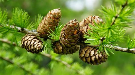 Pine Cone On Tree In Close Up For Wallpaper Hd Wallpapers