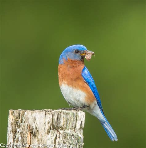 Photographing Eastern Bluebirds Attending To Their Fledglings