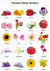 Types Of Flowers And Their Names And Pictures Bernieralice